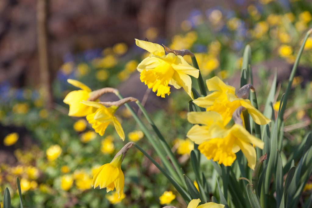 Osterglocken (Narcissus) im April