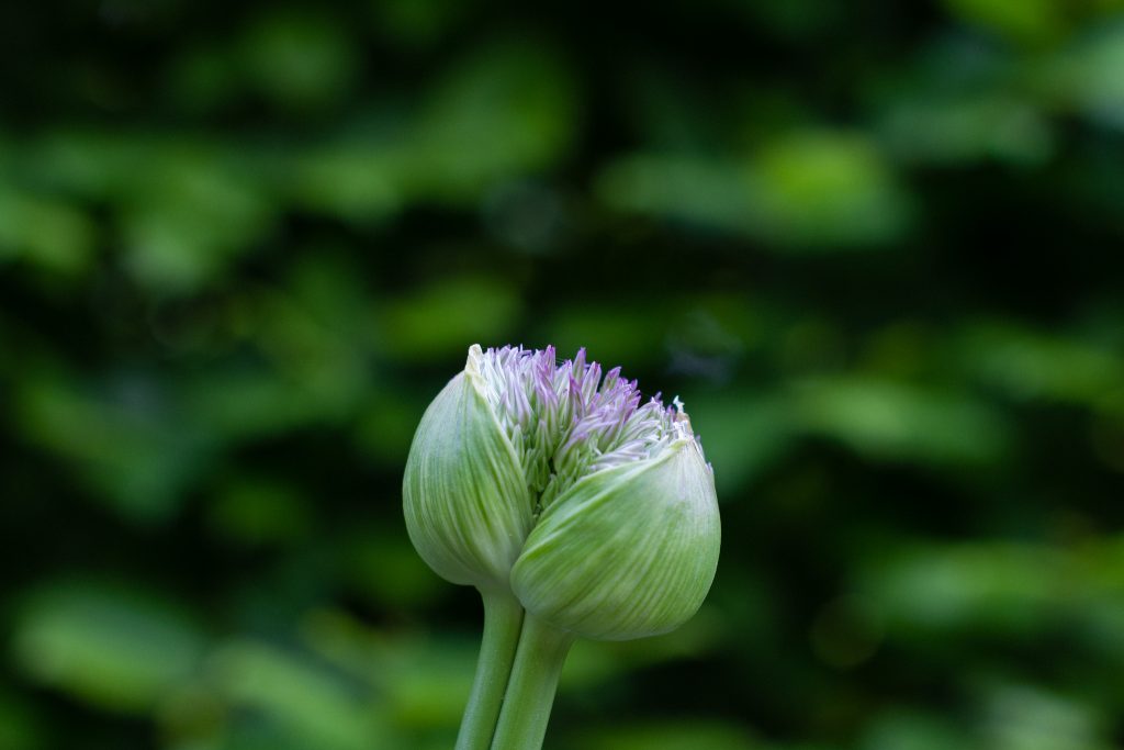 Sich öffnende Zierlauchblüte (Allium)