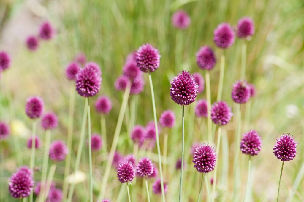 Allium sphaerocephalon (Kugel-Lauch)