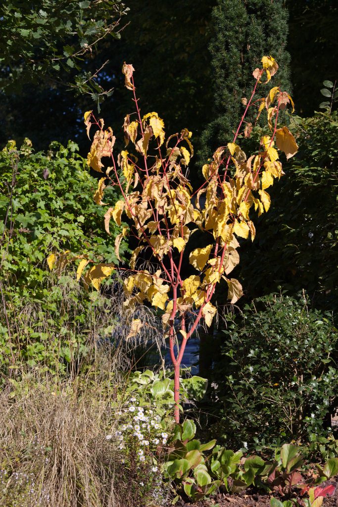 Acer conspicuum 'Phoenix' (Strauchahorn)