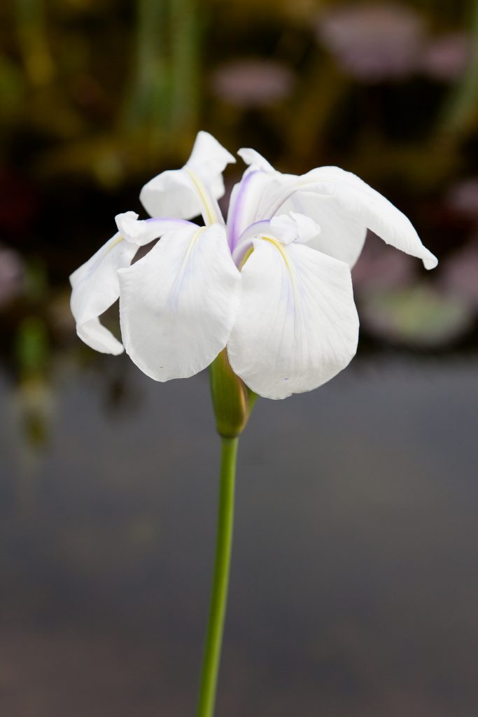Iris laevigata 'Snowdrift' (Asiatische Wasserschwertlilie)