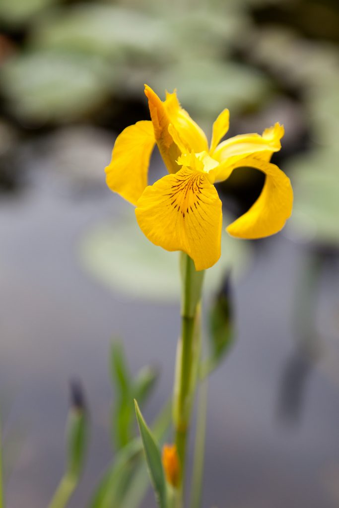Iris pseudacorus (Gelbe Sumpfschwertlilie)