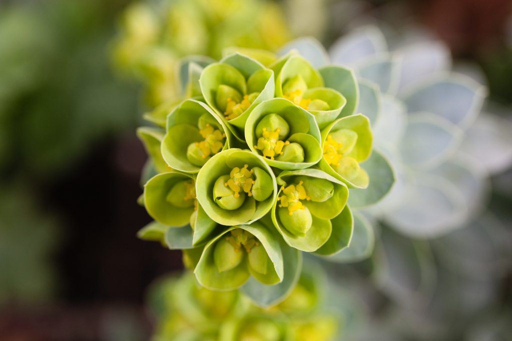 Euphorbia myrsinites (Walzen-Wolfsmilch)