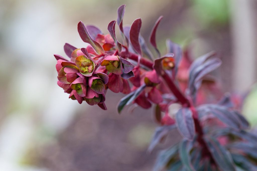 Euphorbia amygdaloides 'Purpurea' (Mandelblättrige Purpur-Wolfsmilch)