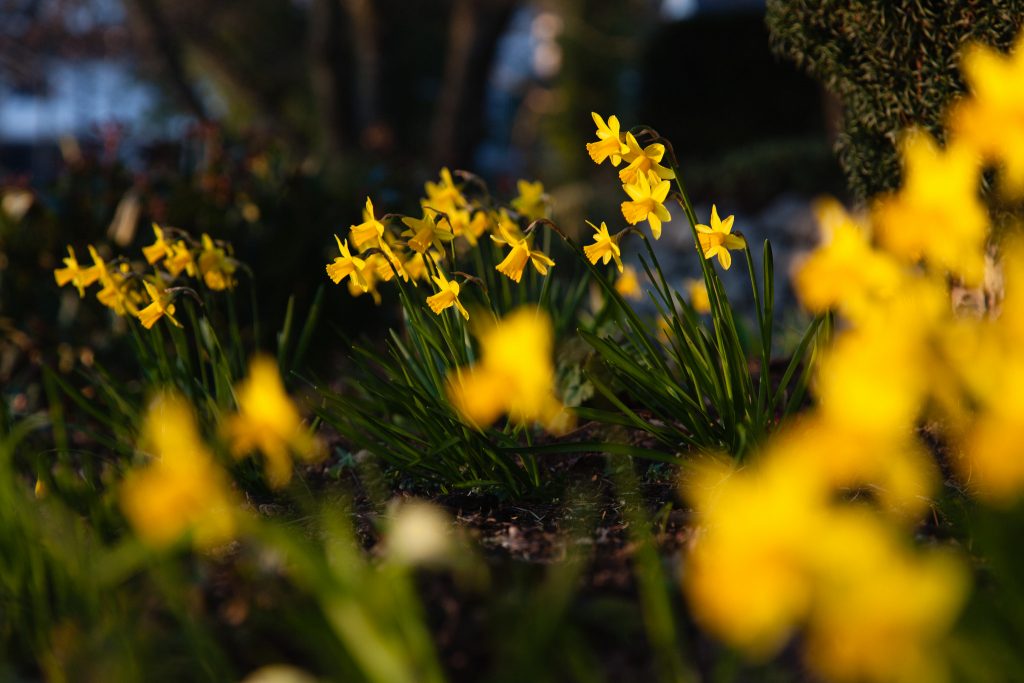 Narcissus cyclamineus 'Tete a Tete' (Narzissen) in Bastians Garten