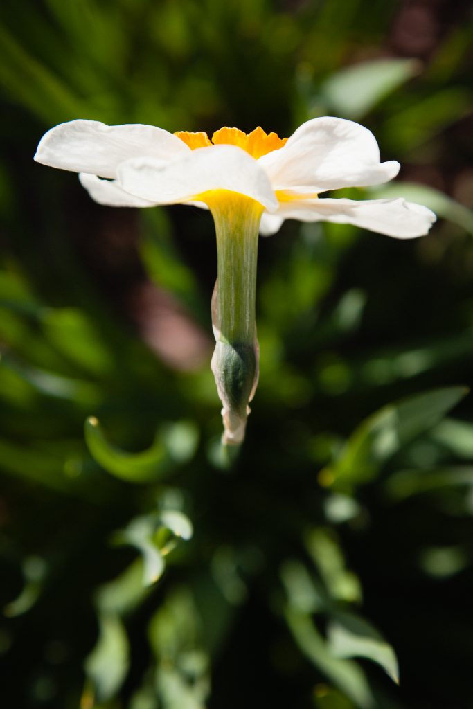 Weiße Narcisse