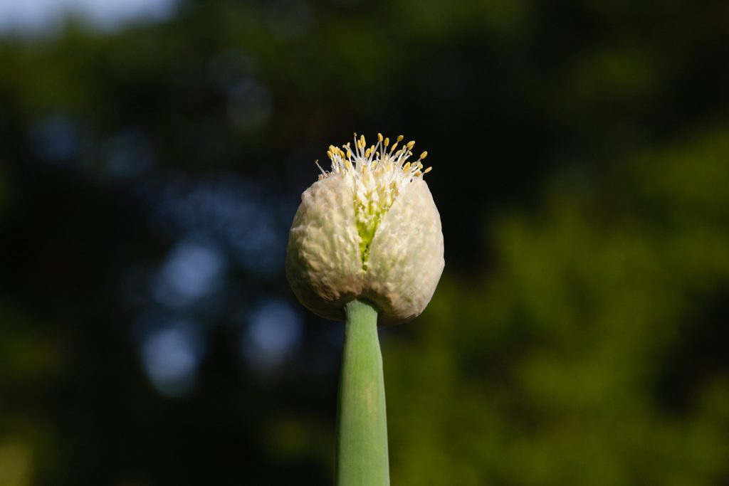 Allium fistulosum (Winterzwiebel)