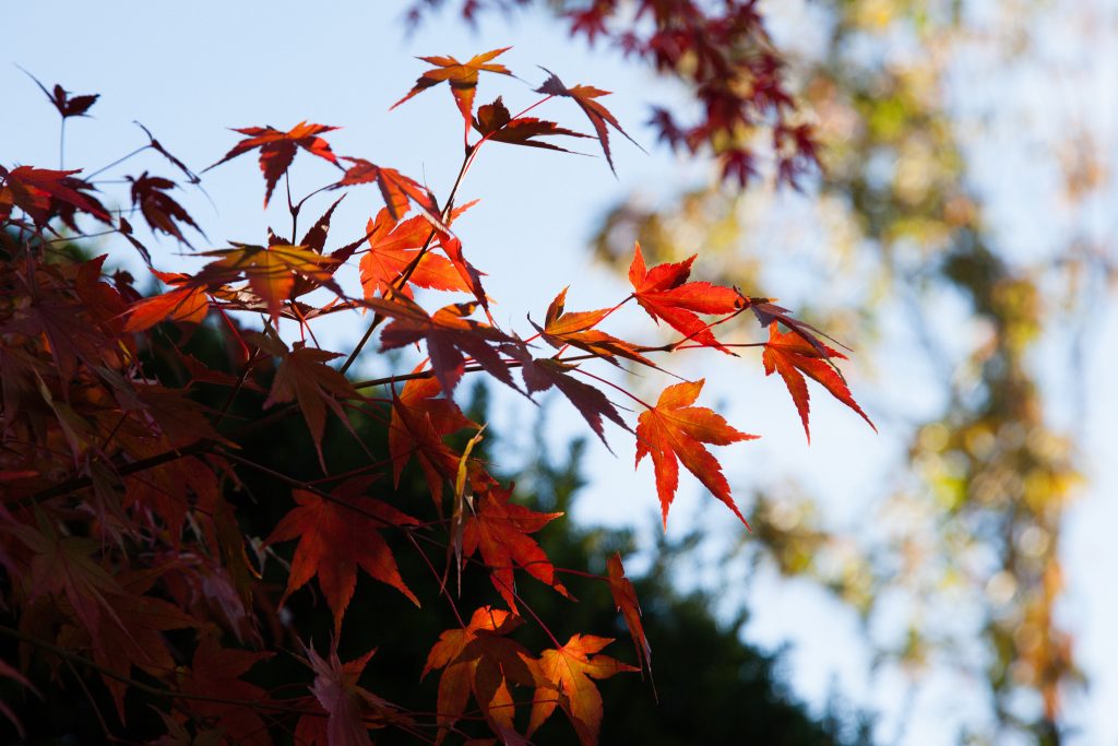 Fächer-Ahorn (Herbstfärbung)