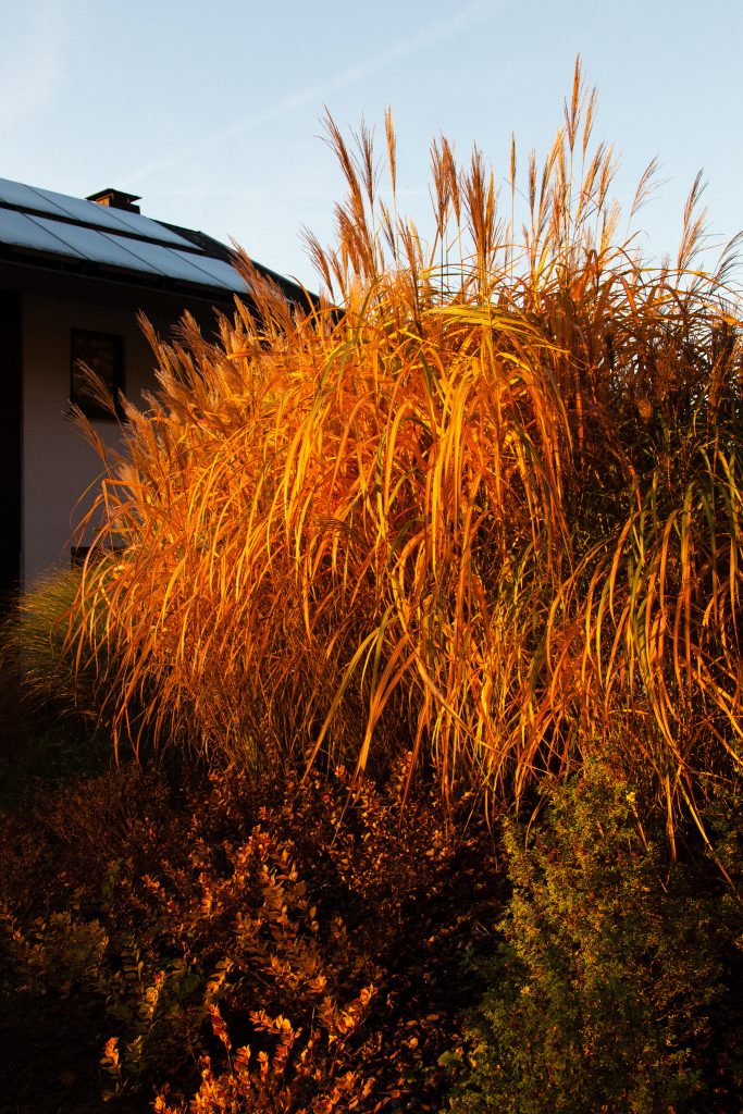 Miscanthus sinensis (Chinaschilf) im letzten Licht eines sonnigen Tages Ende Oktober