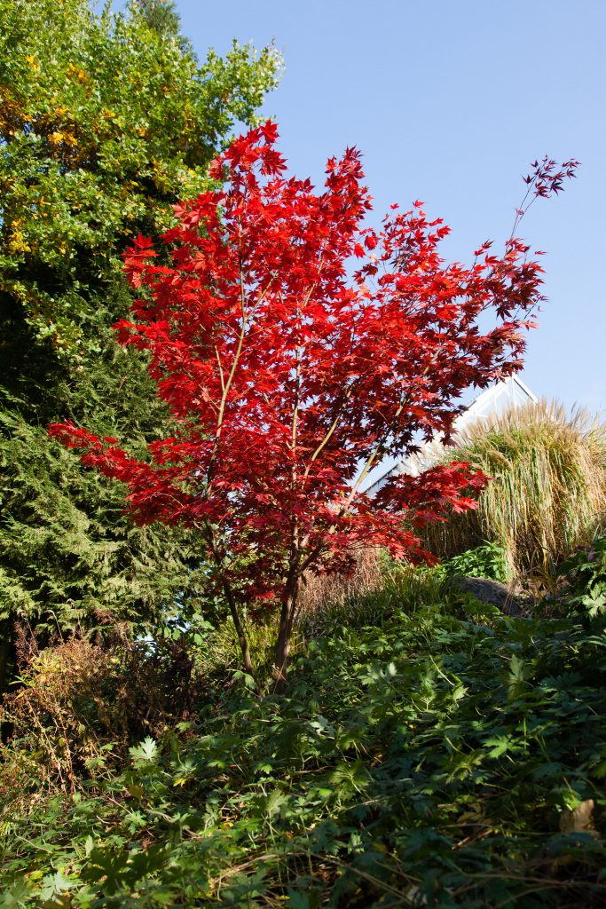Acer palmatum 'Atropurpureum' (Roter Fächerahorn) im Garten am Wasserfall