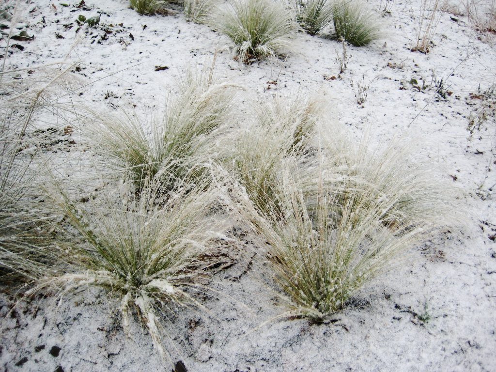 Auch im Winter attraktiv: Stipa tenuissima (Zartes Federgras)
