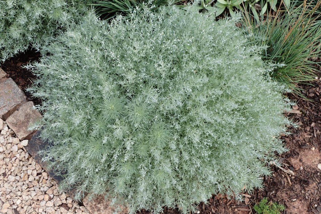 Artemisia schmidtiana 'Nana' (Polster-Silberraute)
