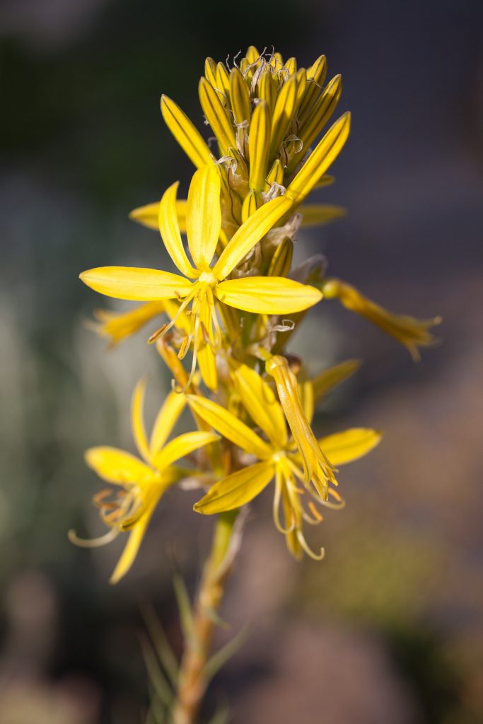 Asphodeline lutea (Junkerlilie)