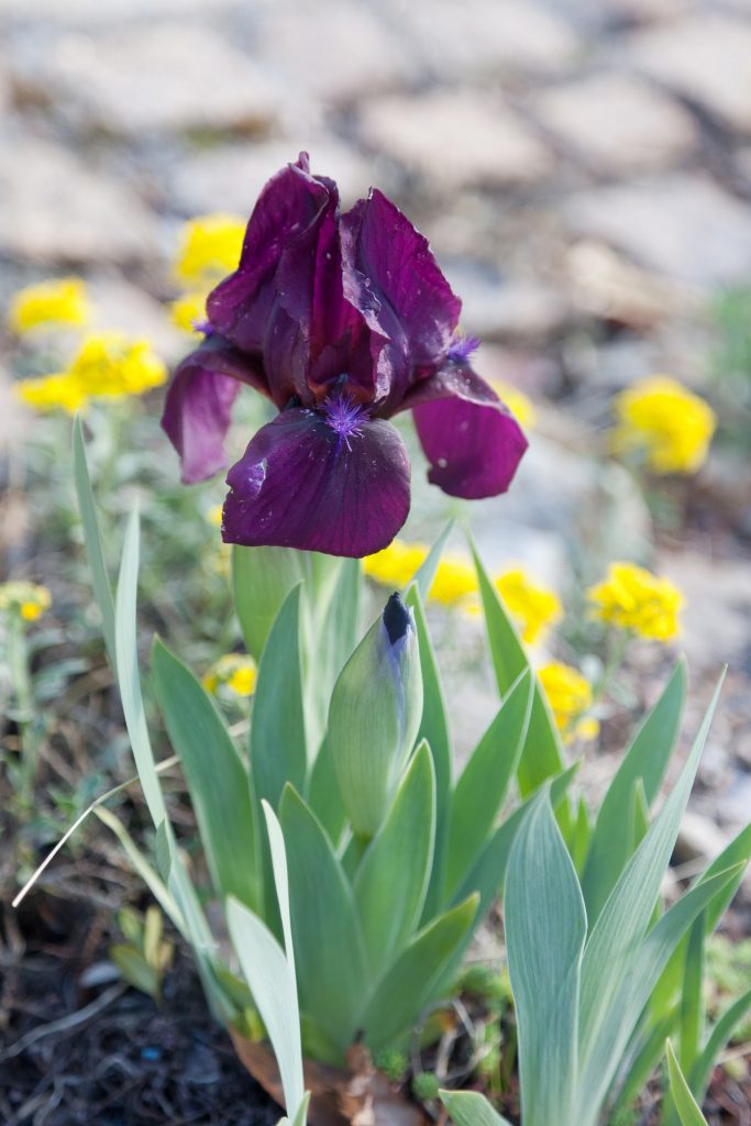 Iris x barbata-nana 'Pastel Charme' (Zwergige Schwertlilie)