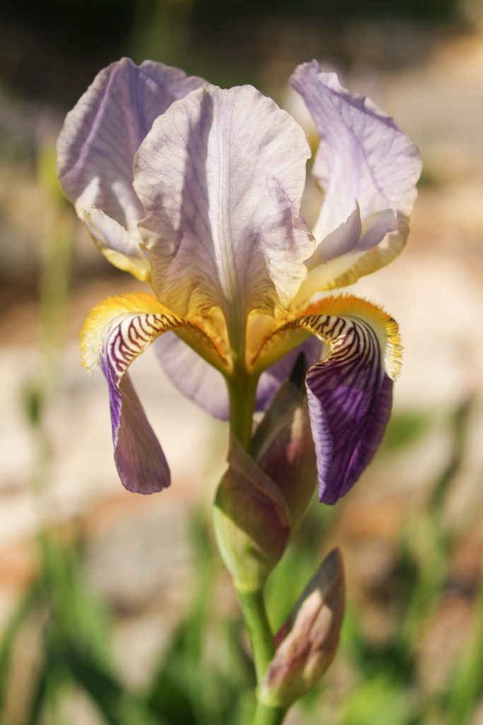 Iris-Barbata-Hybride (Bart-Iris) im Übergang zum Kiesgarten