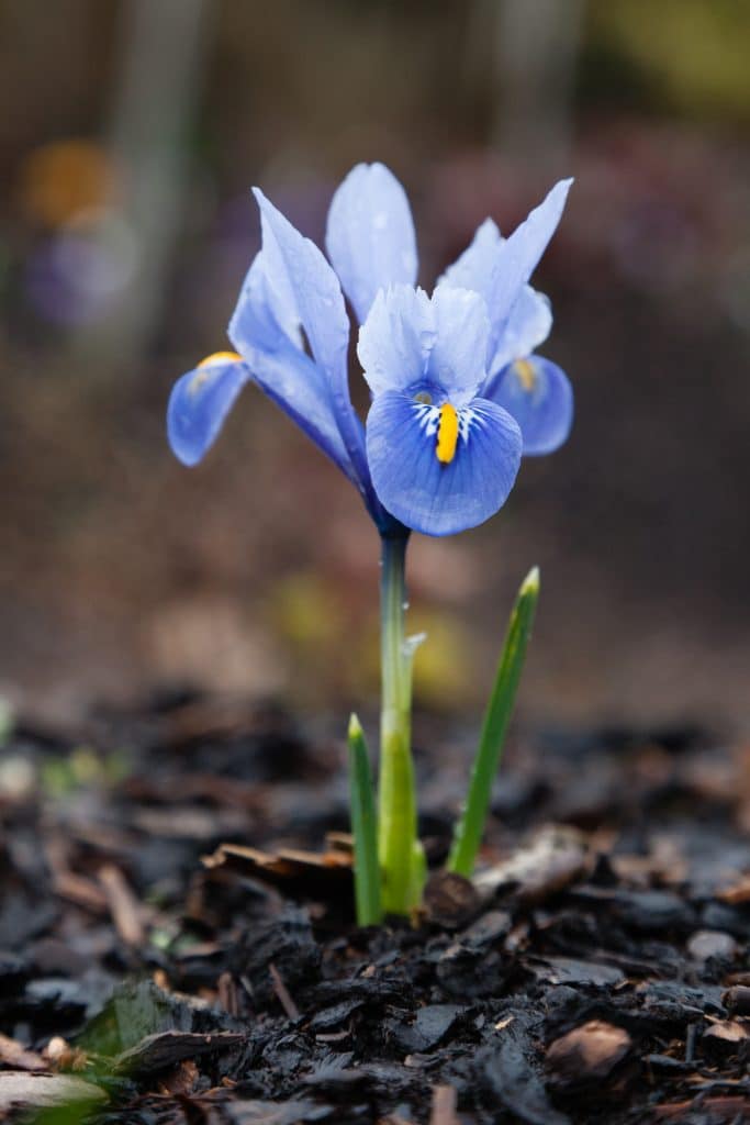 Iris reticulata (Netzblatt-Schwertlilie) 