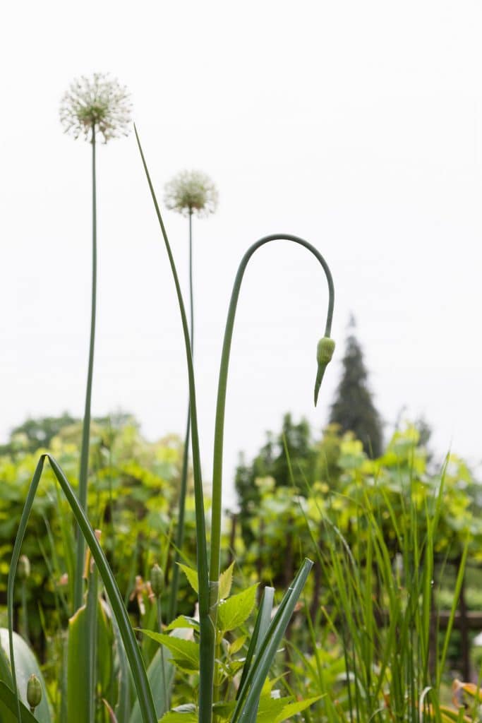 Allium Hybride 'Forelock' (Zier-Lauch) im Hintergrund Allium Hybride 'Mount Everest' (Weißer Riesen-Lauch)