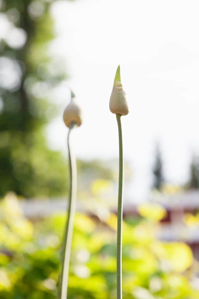 Kurz vor der Blüte richten sich die Knospen auf: Allium Hybride 'Forelock' (Zier-Lauch)