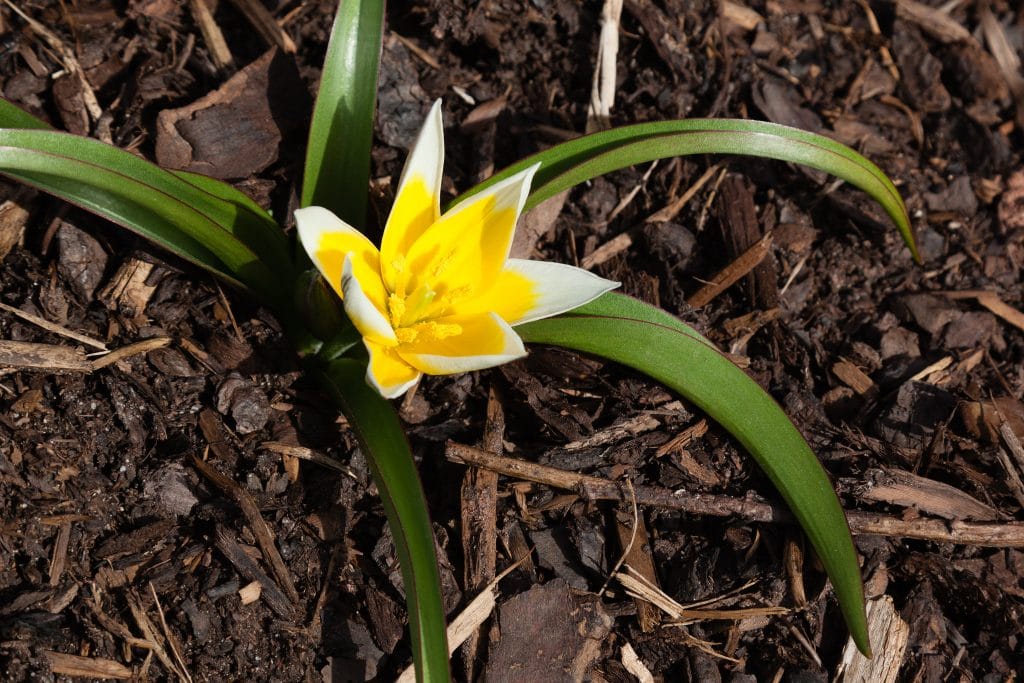 Tulipa tarda (Zwerg-Stern-Tulpe)