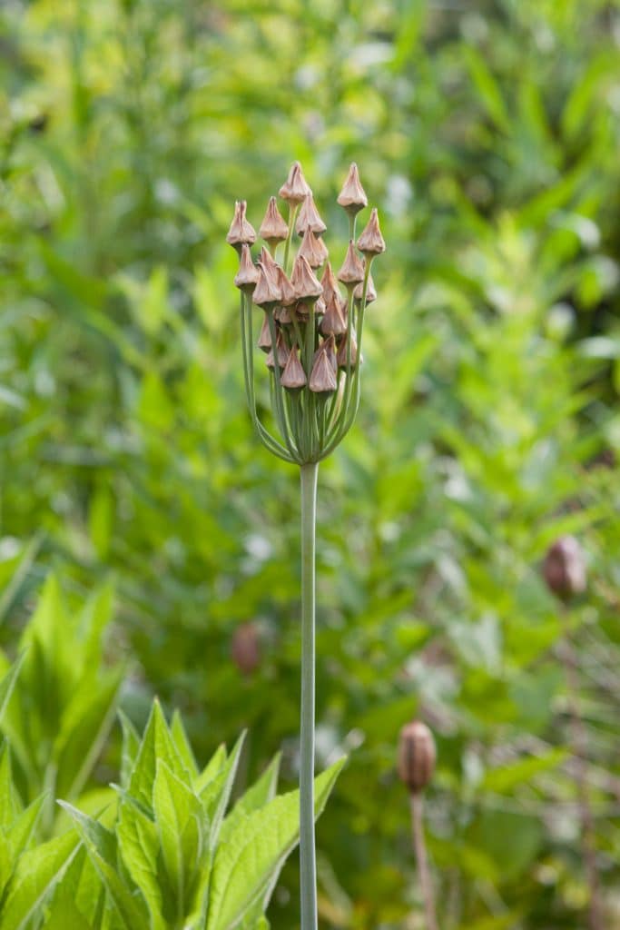 Nectaroscordum siculum ssp. bulgaricum (Bulgarischer Lauch)