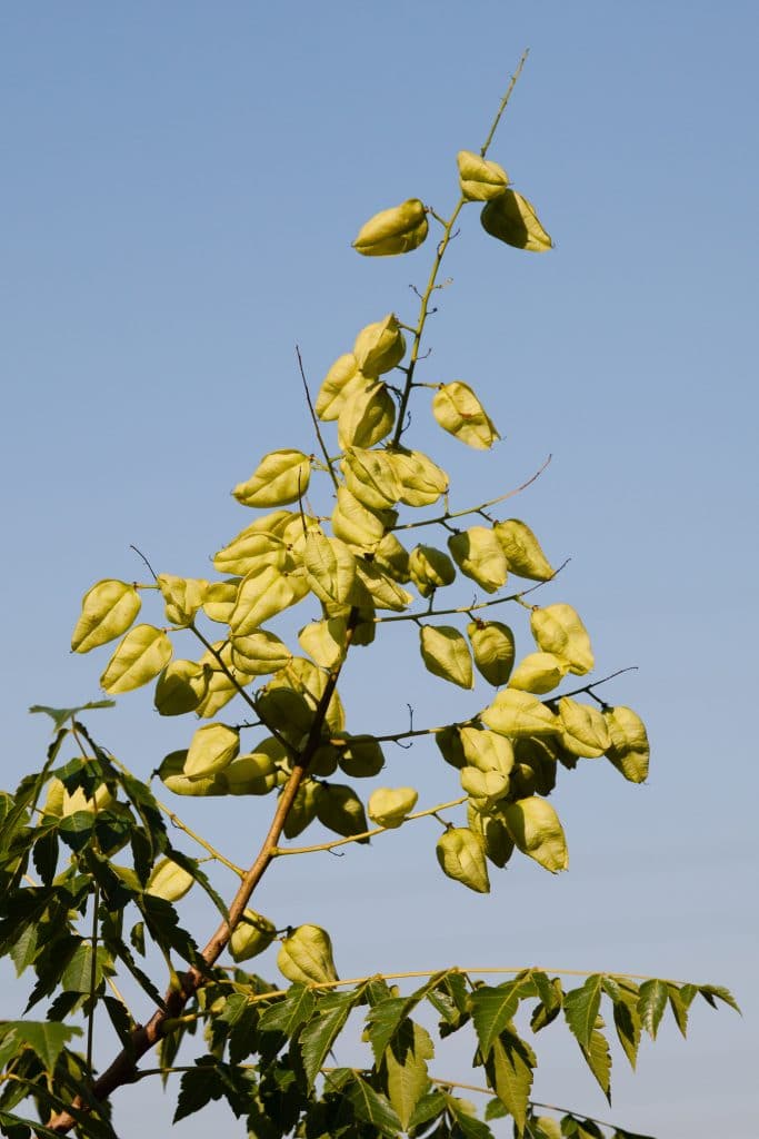 Samenstände von Koelreuteria paniculata (Blasenbaum)